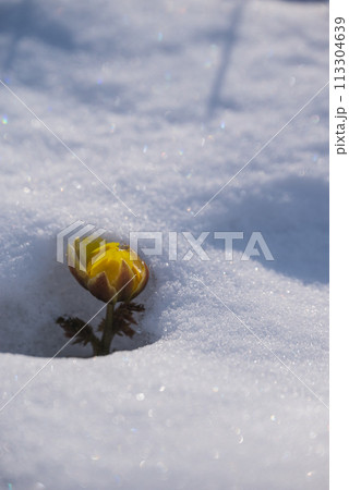 雪の下から顔を覗かせる福寿草【赤怒田福寿草群生地】 113304639