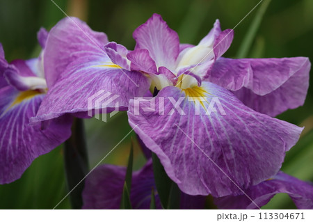 初夏の水辺で鮮やかな色彩を放つ花しょうぶー七 初夏の水辺で鮮やかな色彩を放つ花しょうぶー七 113304671