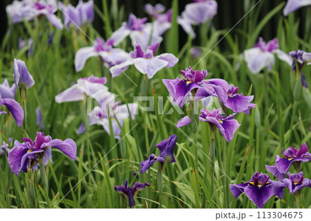 初夏の水辺で鮮やかな色彩を放つ花しょうぶー拾 113304675