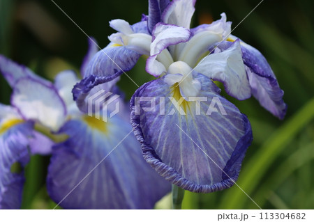 日本の風情を感じる庭園の花しょうぶー四 日本の風情を感じる庭園の花しょうぶー四 113304682