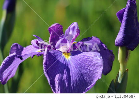 日本の風情を感じる庭園の花しょうぶー九 113304687