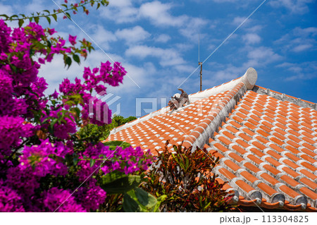 沖縄県 竹富島 琉球赤瓦屋根のシーサーとブーゲンビレアの花 沖縄県 竹富島 琉球赤瓦屋根のシーサーとブーゲンビレアの花 113304825