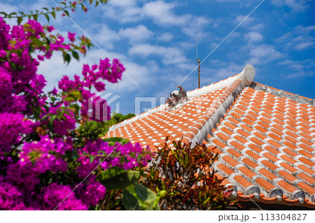 沖縄県　竹富島　琉球赤瓦屋根のシーサーとブーゲンビレアの花 113304827