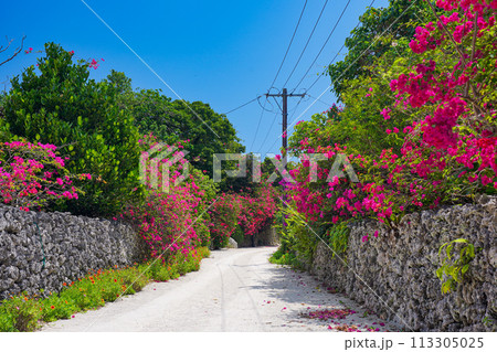 沖縄 竹富島 石垣とブーゲンビレアと白砂の道 沖縄 竹富島 石垣とブーゲンビレアと白砂の道 113305025