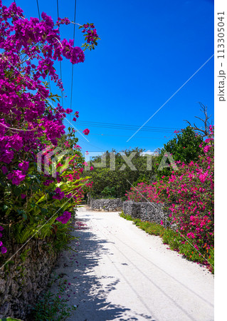 沖縄　竹富島　石垣とブーゲンビレアと白砂の道 113305041