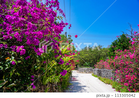 沖縄　竹富島　石垣とブーゲンビレアと白砂の道 113305042