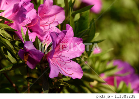 オオムラサキ　ツツジ 113305239