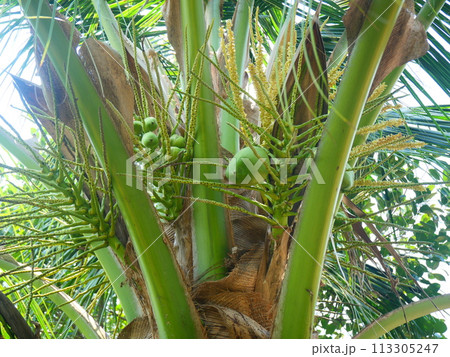 Young coconuts and coconut flowers on coconut trees 113305247
