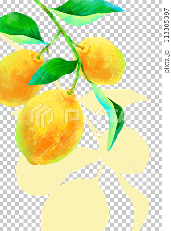 Lemon with a branch on which a shadow falls, vertical frame 113305397