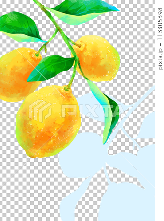 Lemon with a branch on which a shadow falls, vertical frame 113305398
