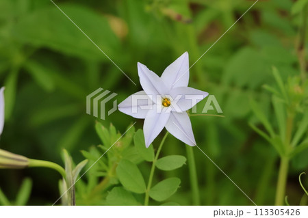 白いハナニラの花 113305426