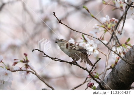 桜の木に止まるニュウナイスズメの雌 113305427