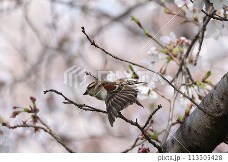 桜の木でストレッチするニュウナイスズメの雌 113305428