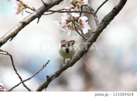 桜でかわいらしいエンゼルポーズするニュウナイスズメ 113305429