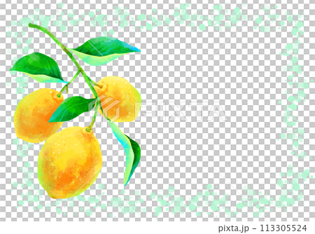 Lemon with branch, horizontal frame Lemon with branch, horizontal frame 113305524