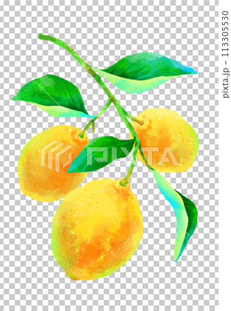 檸檬與樹枝垂直框架 檸檬與樹枝垂直框架 113305530