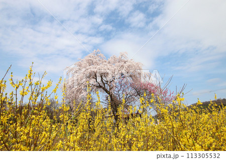 花見山公園の桜とレンギョウ 花見山公園の桜とレンギョウ 113305532