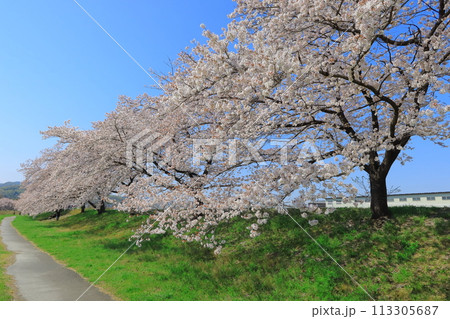 桜並木を見ながらお散歩 《埼玉県》 桜並木を見ながらお散歩 《埼玉県》 113305687