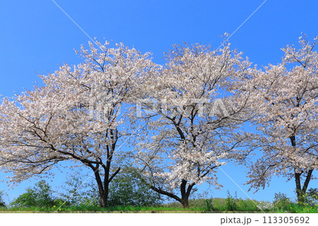 桜並木を見ながらお散歩　《埼玉県》 113305692