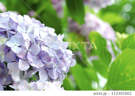 近所のあじさい 近所のあじさい 113305802