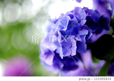 近所のあじさい 近所のあじさい 113305814