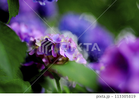 近所のあじさい 近所のあじさい 113305819