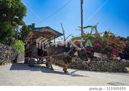 沖縄県　竹富島の水牛車 113305850