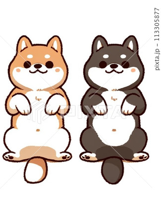 シンプルで可愛いおなかを見せた柴犬セット シンプルで可愛いおなかを見せた柴犬セット 113305877