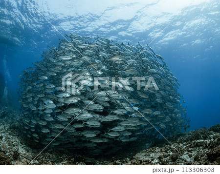 ギンガメアジの群れ 113306308