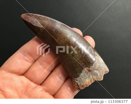 恐竜の歯の化石 恐竜の歯の化石 113306377
