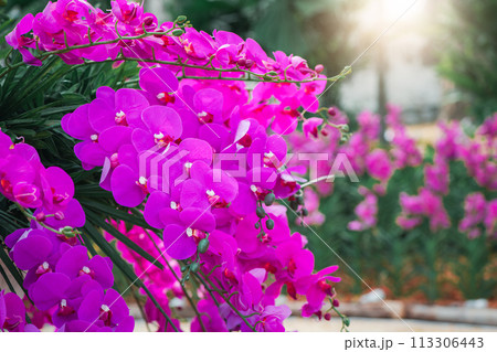 Beatiful pink Phalaenopsis Orchids flower in garden, orchid flower 113306443