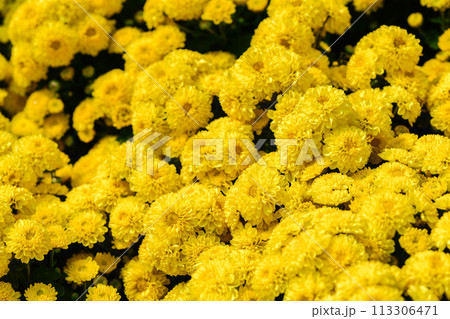 Colorful yellow chrysanthemum flower bloom in the garden, flower background Colorful yellow chrysanthemum flower bloom in the garden, flower background 113306471