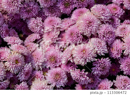 bouquet of pink Chrysanthemum flower oin garden, flower background 113306472