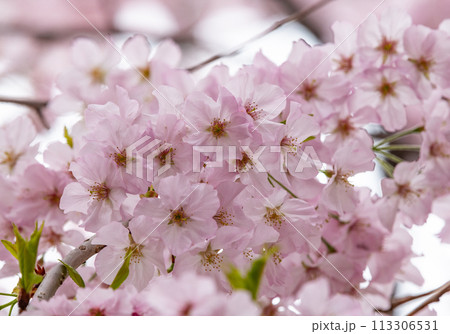 満開に咲いた桜の花 満開に咲いた桜の花 113306531