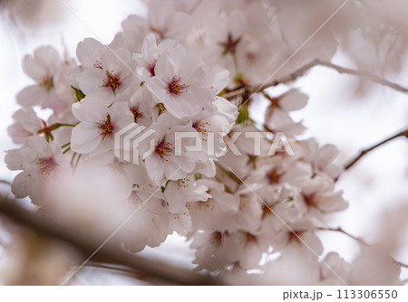 満開に咲いた桜の花 満開に咲いた桜の花 113306550