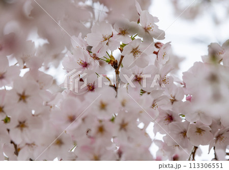 満開に咲いた桜の花 113306551