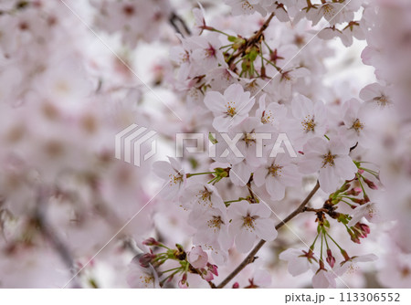 満開に咲いた桜の花 113306552