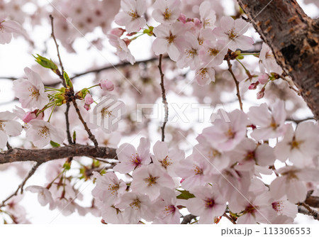 満開に咲いた桜の花 113306553