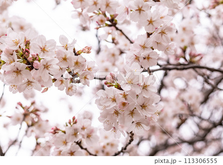 満開に咲いた桜の花 満開に咲いた桜の花 113306555