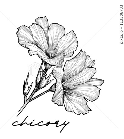 Chicory hand drawn vector illustration on white 113306733