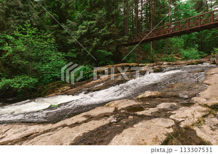 River Stream and Wooden Bridge in the Forest 113307531