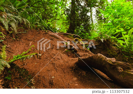 Ascending Trail Path Among Trees in Lacamas Park 113307532