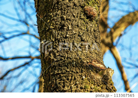 Almond tree bark background. Amygdalus Prunus georgica. Texture. Almond tree bark background. Amygdalus Prunus georgica. Texture. 113307565