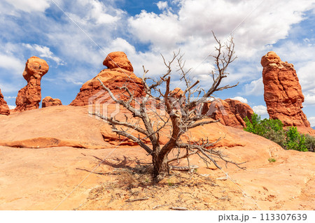 Dry Tree and Red Stones Landscape in Utah, USA 113307639