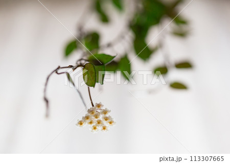 Hoya Krohniana Black Leaves Flower, Plant Care Hoya Krohniana Black Leaves Flower, Plant Care 113307665