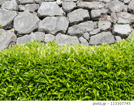 Laureestine or wild laurel or viburnum lucidum plants hedge near large stones retaining wall Laureestine or wild laurel or viburnum lucidum plants hedge near large stones retaining wall 113307745