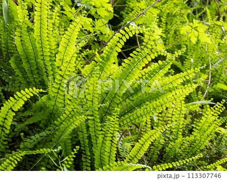 Asplenium trichomanes or maidenhair spleenwort fern bright green fronds. Asplenium trichomanes or maidenhair spleenwort fern bright green fronds. 113307746