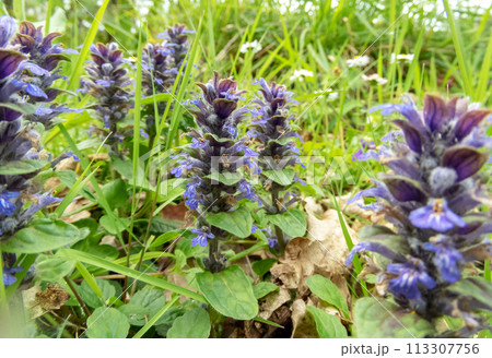 Ajuga reptans or bugle flowering plants with blue flowers. Ajuga reptans or bugle flowering plants with blue flowers. 113307756