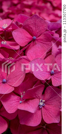 Dark pink hydrangea or hortensia flowers aesthetic mobile phone wallpaper. Dark pink hydrangea or hortensia flowers aesthetic mobile phone wallpaper. 113307760
