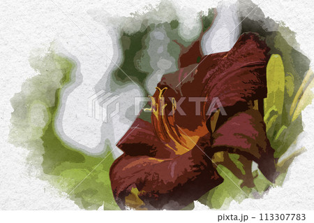 水彩画風　ユリ科の花　安養寺　岡山県倉敷市 113307783